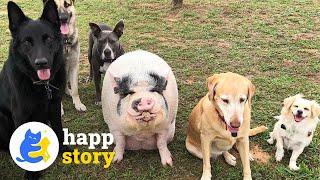 Chowder the Pig: A Dog in a Pig's Body!  | HAPP