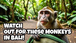 Be careful of the Monkeys at the Sacred Monkey Forest, Ubud, Bali