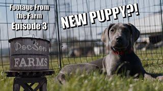 Footage From The Farm: Episode 3 - A Pol Family Farm Surprise, New Puppy?!