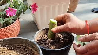 Dieffenbachia Propagation by Cutting || How to multiply Dieffenbachia/Dumb cane