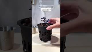 2 Ways to Prevent Pests
