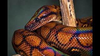 The Rainbow Boa (Epicrates cenchria)