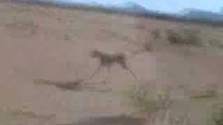Capt. Sand's Trip to Africa 2: The hunt for Xenoliths