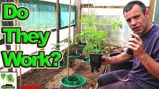 How To Grow Awesome Tomatoes Using Tomato Halo's