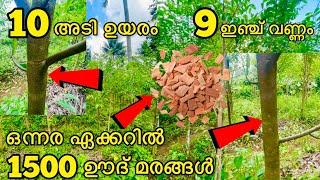 9 ഇഞ്ച് വണ്ണം|10 അടി ഉയരം|ഒന്നര ഏക്കറിൽ 1500 ഊദ് മരങ്ങൾ|മലേഷ്യൻ ബ്രീഡ് ഊദ് തൈകൾ #keralaoudplants