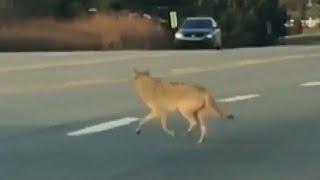 Coyote spotted in Winston-Salem; What you need to know to keep yourself, your family and your pets s