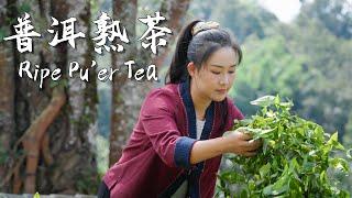 Jingmai Pu'er Tea — The Heritage of Yunnan's Thousand-Year Tea Culture【滇西小哥】