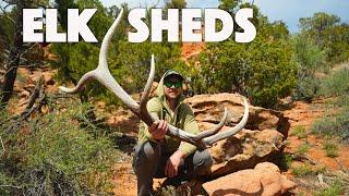 SHED HUNTING 2024 | ELK SHEDS