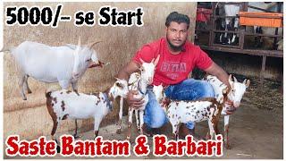 Arbaz Bhai ka Dhamaka on Barbari and Bantam at Jalna Maharashtra Starts at Just 5000