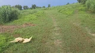 6.25 Acre cheap barani land for sale in Hoshiarpur punjab 9316167007