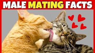 8 Surprising Facts About Male Cats' Love Lives 