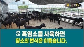 흑염소를 사육하면 05 흑염소 번식은 이렇습니다