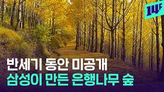 은행나무만 3만 그루 심고 반세기 동안 숨겨둔 에버랜드 광기 / 14F