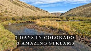 Fly Fishing Colorado - 3 streams loaded with browns and cutthroat trout!