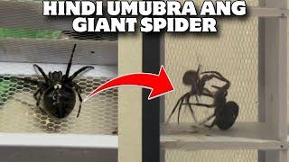 JAPAN SPIDER KINAIN NG GAGAMBANG TAGALOG