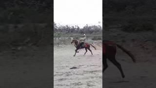 My horse Nakand bacha//savar bullet raja desi Horse channel subscribe my channel