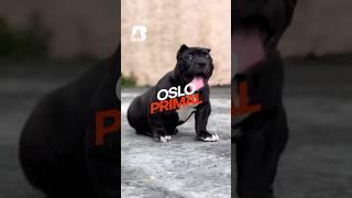 XL American Bully Puppy Oslo Primal