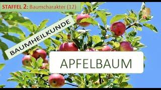 Der APFELBAUM in der Baumheilkunde - Doris Richter