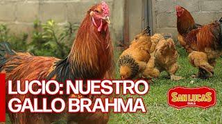 EL GALLO LUCIO Y SUS TRES NOVIAS | Granja San Lucas