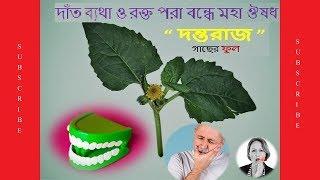 দাঁত ব্যথা ও রক্ত পরা বন্ধে মহা ঔষধ "দন্তরাজ" গাছের ফুল।। tooth pain relief Natural home remedy