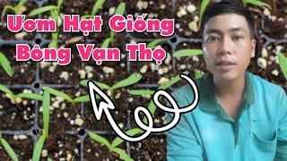 cách ươm hạt giống bông vạn thọ tết