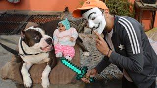 My Pitbull Dog Protect Little Baby From Thief  | Mafia The Pitbull