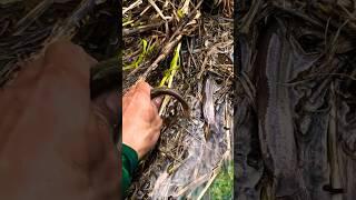 hand fishing eel!! fish trapping, eel fishing, hand catching eel fish #fishing #eelfishing #shorts