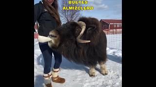 Increíble animal buey almizclero #youtube #youtubeshorts #ytshorts