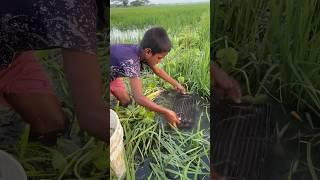 Amazing village Fishing videos #fish #fishing #villagefishing #shorts #foryou #viral #trending