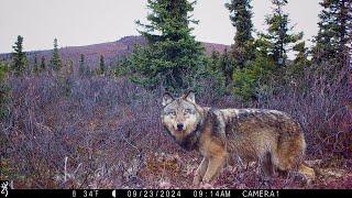 Alaska Scavengers Waste Nothing | Moose Carcass Trail Camera