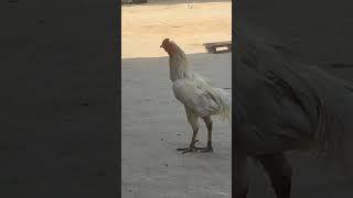 hen funny moment | funny chicks video ||coloured chicks | chicken hen baby part 1 #shorts#hen#viral