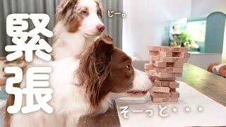 愛犬達とジェンガで勝負したら最高に面白すぎた(笑)【ボーダーコリー・オーストラリアンシェパード】