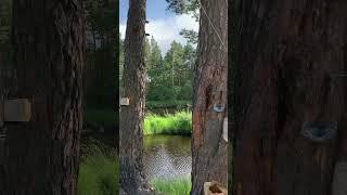 Вот так вот… #life #nature #путешествия #fishing #природа #наприроде #рыбалка #живаяприрода