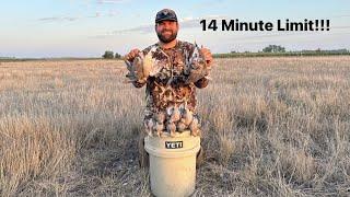 EPIC Solo Dove Hunt!! (CATCH CLEAN COOK)