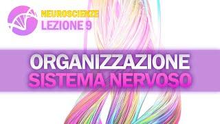 Organizzazione del Sistema Nervoso | NEUROSCIENZE - Lezione 9