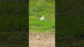 ️ free roaming bird #nature