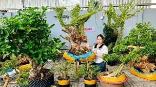 Thúy An 4/11 giao lưu nhiều loại bonsai, kiểng hình thú, cây ăn trái  #0939700449