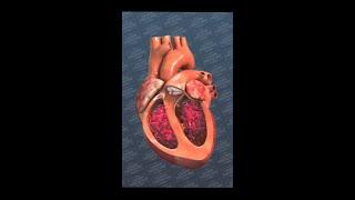 The Human Heart #shorts #science #nature #health