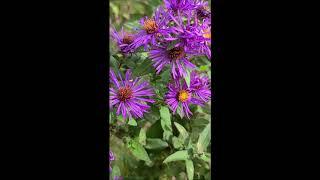 How to Save Aster Seeds #shorts