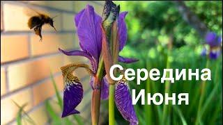 #финляндия#дача#сад Наступает самое красивое время в Юго-Восточной Финляндии. Посадила картошку 