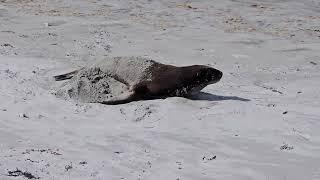 We can all relate after Christmas dinner to this sealions behavior