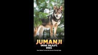 On International Dogs Day, Take a  dive in the profound connection between dogs and humans. ‍