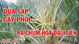 Dừa sáp cấy phôi, những chùm hoa đầu tiên.