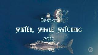 Best of Winter Whale Watching 2019 | Capt. Dave's Whale Watching