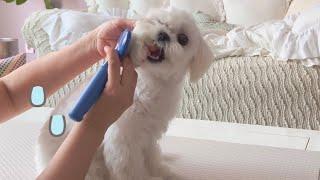 강아지 빗질 훈련 브이로그 / 빗질 할때 무는 강아지 천사견 만드는 꿀팁 How To Make Your Dog Feel Comfortable While Brushing