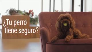 Seguros para Perros | Terránea