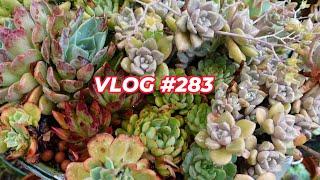 RAINY DAY SUCCULENT TOUR | VLOG #283 | Growing Succulents with LizK