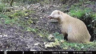 Albino Badger On Trail Cam