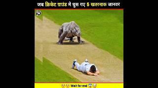 Top 5 Dangerous Animals  Entered The Cricket Ground | #cricket #animals #shorts