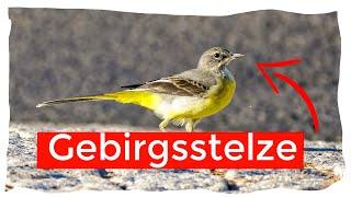 Gebirgsstelze (Bergstelze) /Motacilla cinerea